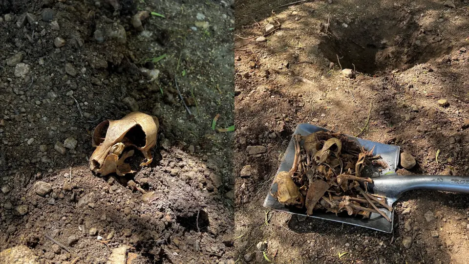 En una propiedad de Upland fueron rescatados 405 gatos con vida / Especial
