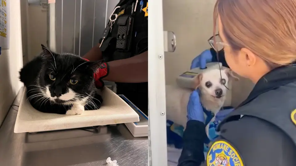 28 gatos fueron encontrados dentro de un congelador durante uno de los operativos / Especial