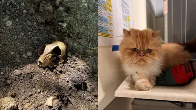 Hallan más de 500 gatos en refugio; 28 estaban dentro de un congelador