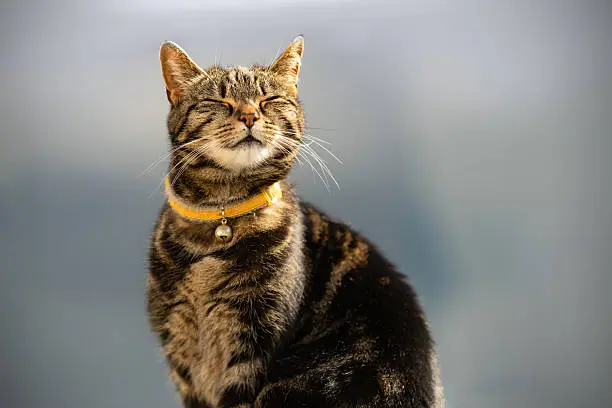 Los gatos deberán tener más de seis meses y menos de seis años para participar./istock