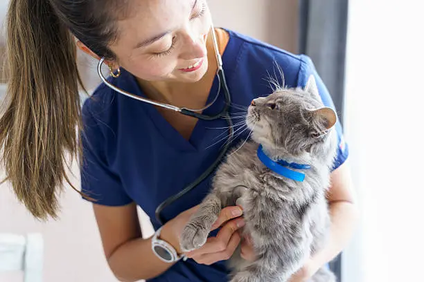 La recepción de los pacientes será de 7:00 a 10:00 horas durante la jornada de esterilización.//istock