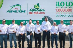Crece exportación de aguacate mexicano