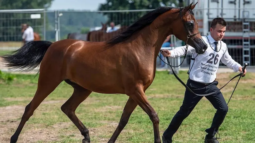 Caballo de carreras murió después de que el jinete lo drogara con cocaína