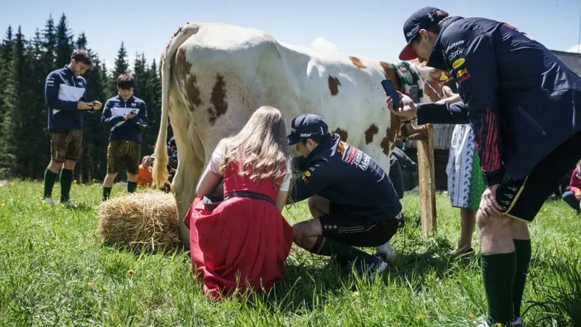 Checo Pérez ordeñó una vaca durante actividades de Red Bull en Austria