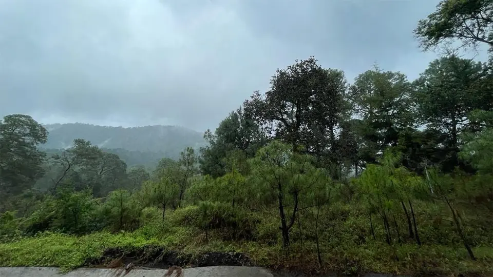Depende aguacate de Michoacán del 90% de agua de lluvia