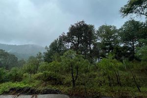 Depende aguacate de Michoacán del 90% de agua de lluvia