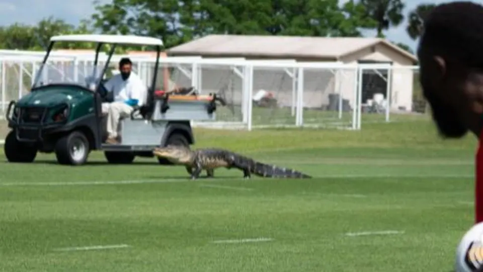 Cocodrilo invadió entrenamiento del Toronto FC previo a duelo ante Cruz Azul en 'Conca'