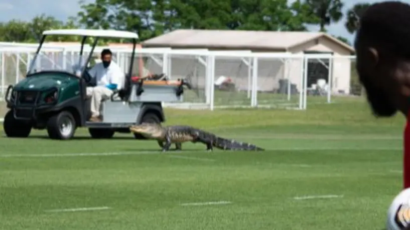 Cocodrilo invadió entrenamiento del Toronto FC previo a duelo ante Cruz Azul en 'Conca'