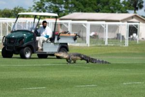 Cocodrilo invadió entrenamiento del Toronto FC previo a duelo ante Cruz Azul en 'Conca'