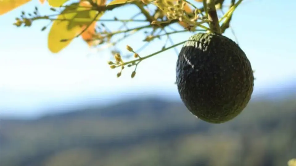 Aguacate michoacano, producto de exportación más limpio en EU