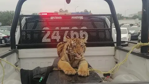Tigre de bengala que deambulaba en Cuautitlán Izcalli fue capturado