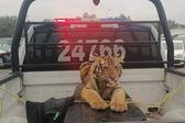 Tigre de bengala que deambulaba en Cuautitlán Izcalli fue capturado