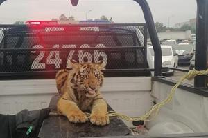 Tigre de bengala que deambulaba en Cuautitlán Izcalli fue capturado