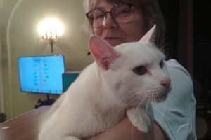 Eurocopa: Gato Aquiles pronosticó triunfo de Italia sobre Turquía en el debut del torneo