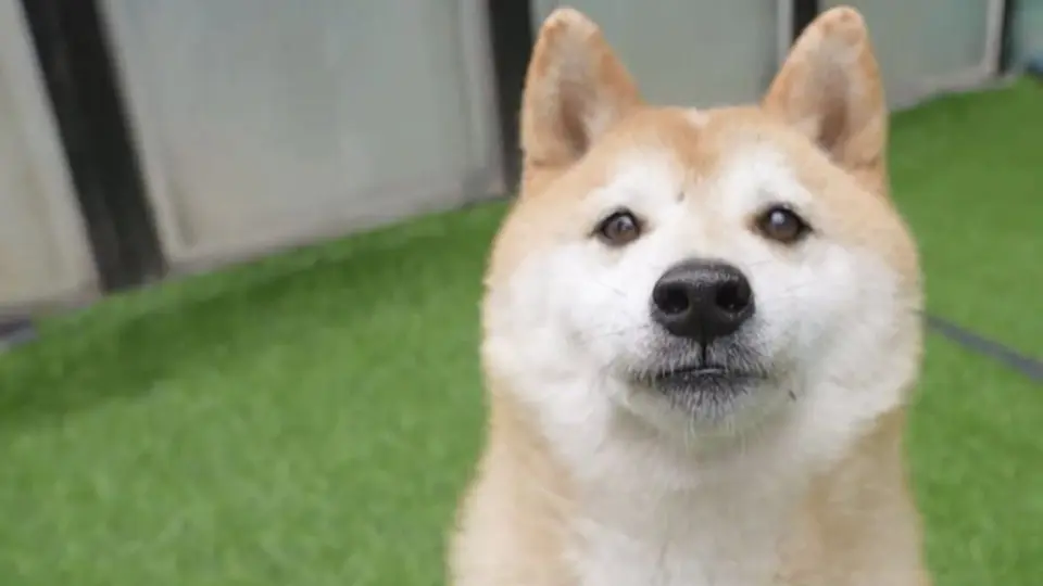 China: Perro abandonado fue vendido en 25 mil dólares en una subasta