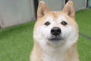 China: Perro abandonado fue vendido en 25 mil dólares en una subasta