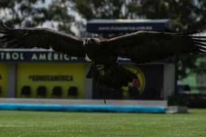 América: ¿Qué proyecto hay detrás de Celeste, la mascota del club?