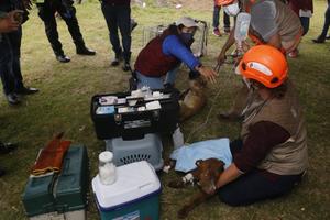 Socavón Puebla: Dos perritos que cayeron en el hoyo fueron salvados