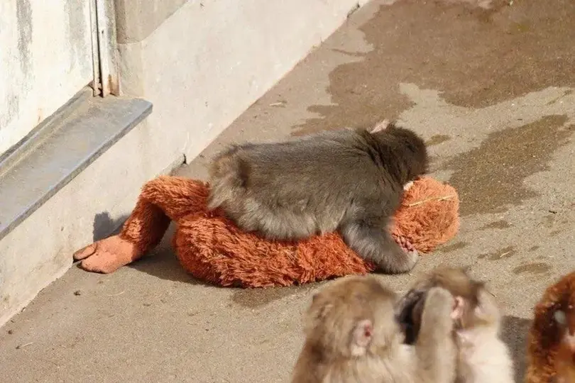 PETA solicitó que Punch sea trasladado a un santuario especializado al considerar que podría presentar afectaciones emocionales./ X