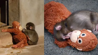 PETA exige trasladar a Punch, el macaco viral de Japón, a un santuario por presunto trauma emocional