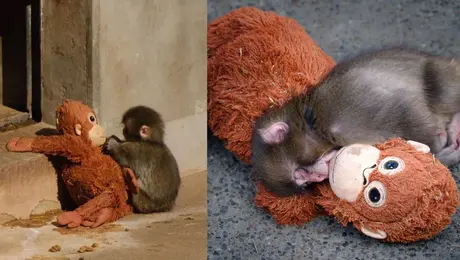 PETA exige trasladar a Punch, el macaco viral de Japón, a un santuario por presunto trauma emocional