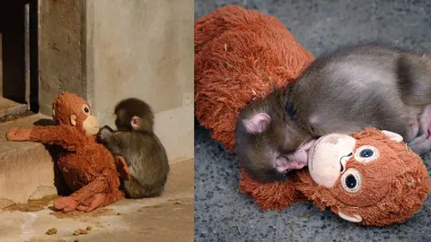 PETA exige trasladar a Punch, el macaco viral de Japón, a un santuario por presunto trauma emocional