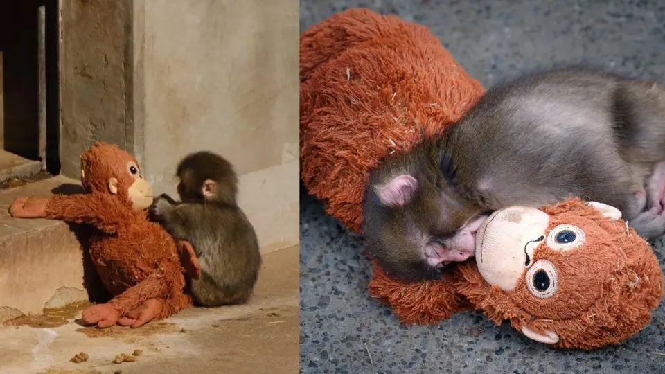 PETA exige trasladar a Punch, el macaco viral de Japón, a un santuario por presunto trauma emocional