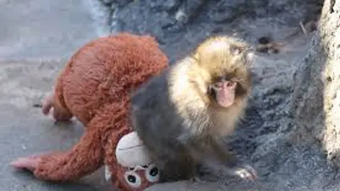 Punch, el macaco japonés que se volvió viral por abrazar un peluche, permanece en el Zoológico de Ichikawa, en Japón./