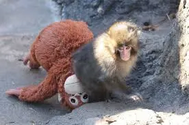 Punch, el macaco japonés que se volvió viral por abrazar un peluche, permanece en el Zoológico de Ichikawa, en Japón./