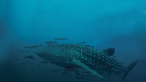 Fauna de Holbox, Quintana Roo | ESPECIAL