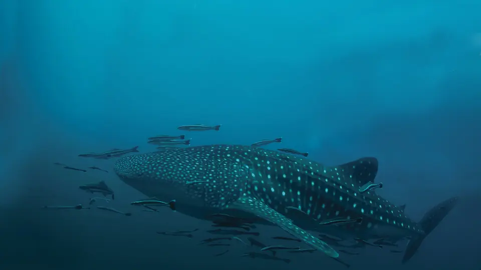Fauna de Holbox, Quintana Roo | ESPECIAL