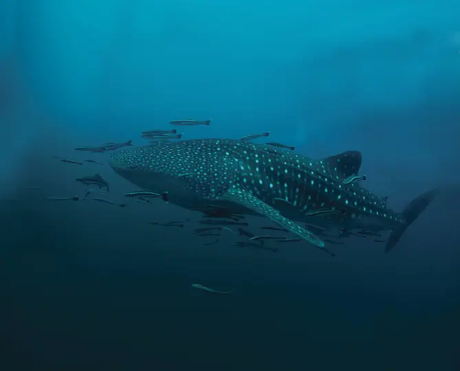Fauna de Holbox, Quintana Roo | ESPECIAL