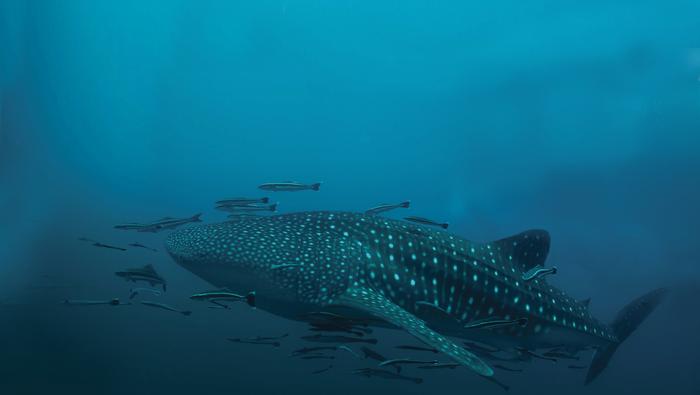 Fauna de Holbox, Quintana Roo | ESPECIAL