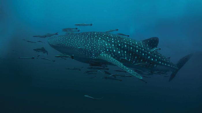 Fauna de Holbox, Quintana Roo | ESPECIAL