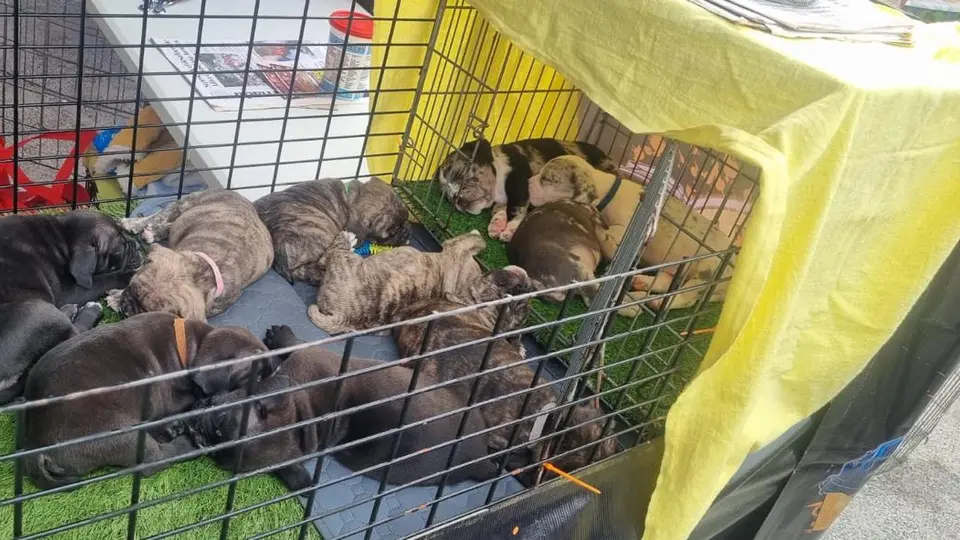 En el balneario también fueron detectadas actividades relacionadas con la comercialización de animales de compañía./ SSC