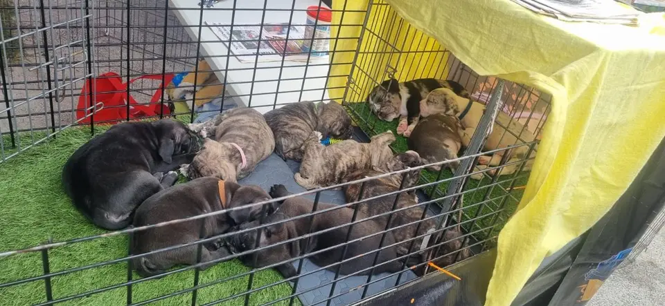 En el balneario también fueron detectadas actividades relacionadas con la comercialización de animales de compañía./ SSC
