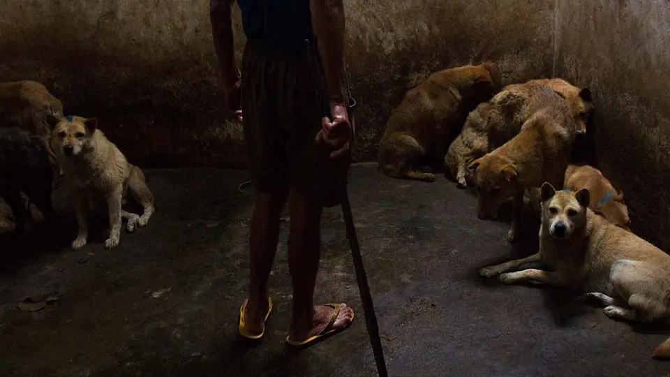 El abandono y maltrato de animales se encuentran entre las conductas que pueden ser sancionadas / Igualdad Animal México
