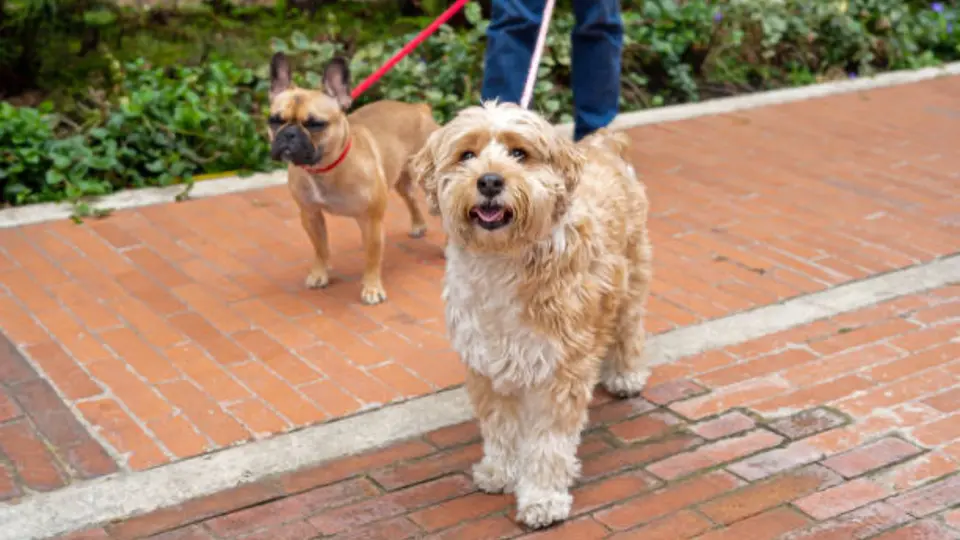 Dueños de mascotas podrían recibir multas millonarias por hacer estas actividades