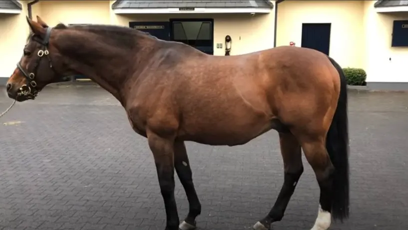 Galileo, el caballo que vale más que Lionel Messi y Cristiano Ronaldo juntos