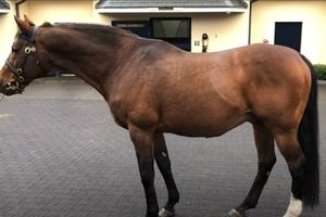 Galileo, el caballo que vale más que Lionel Messi y Cristiano Ronaldo juntos