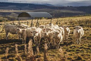 La Cosmopolitana: Sector pecuario mexicano deberá anticiparse a nuevos escenarios