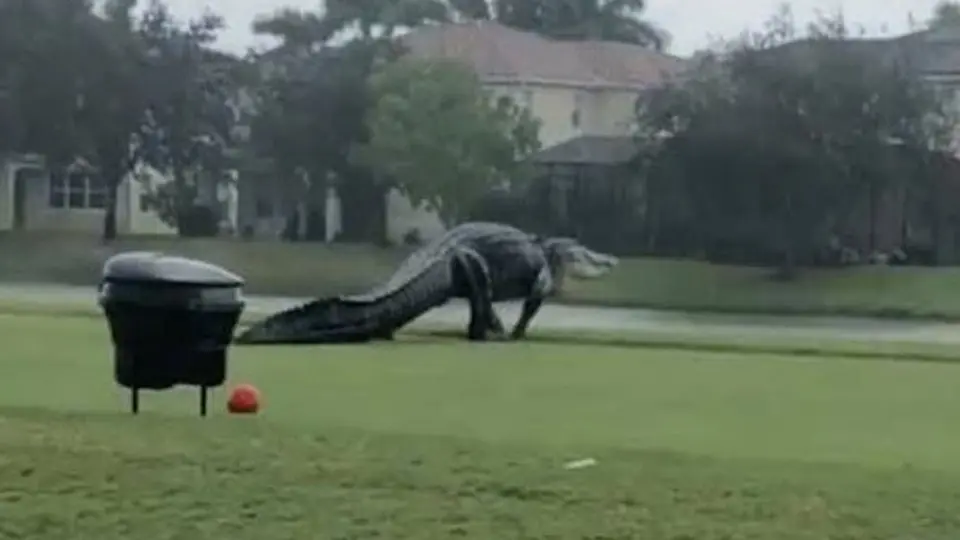 Video: Cocodrilo gigante se pasea por club de golf tras el paso de Eta