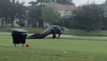 Video: Cocodrilo gigante se pasea por club de golf tras el paso de Eta