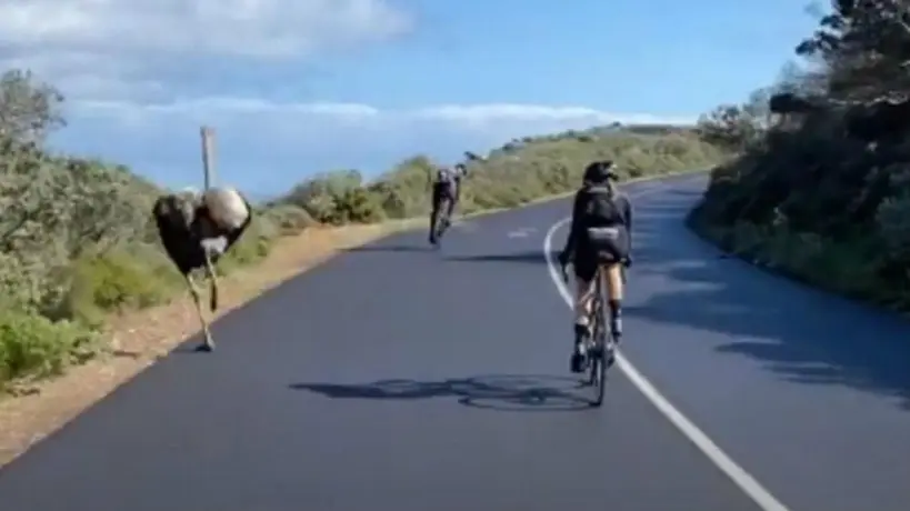 Video: Una avestruz 'participó' en carrera grupal de ciclistas en Sudáfrica