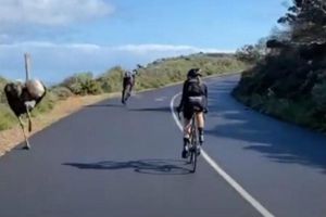 Video: Una avestruz 'participó' en carrera grupal de ciclistas en Sudáfrica