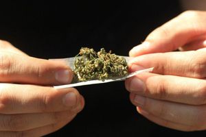 Senado avaló en lo general legalizar la marihuana con uso lúdico