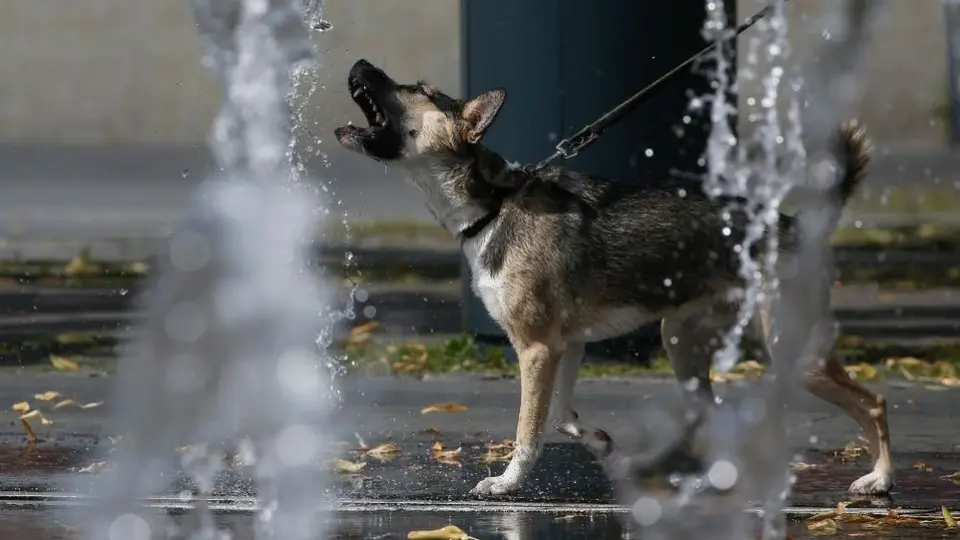 Covid-19: Rusia registró la primera vacuna contra el coronavirus para animales