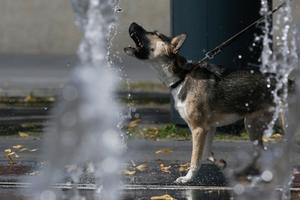 Covid-19: Rusia registró la primera vacuna contra el coronavirus para animales