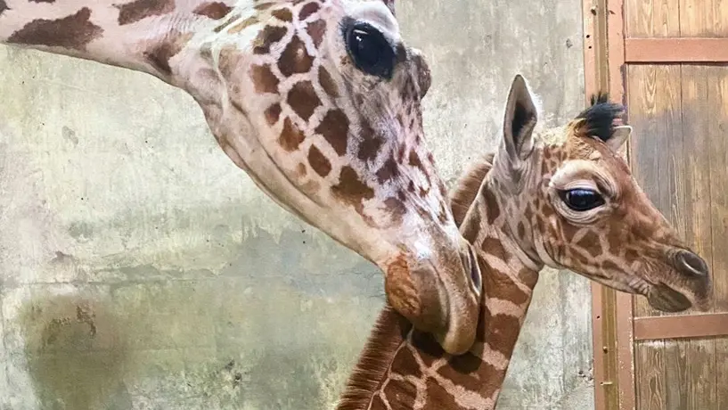 Ja Morant: Zoológico de EU nombró a una jirafa Ja Raffe en honor al jugador de la NBA