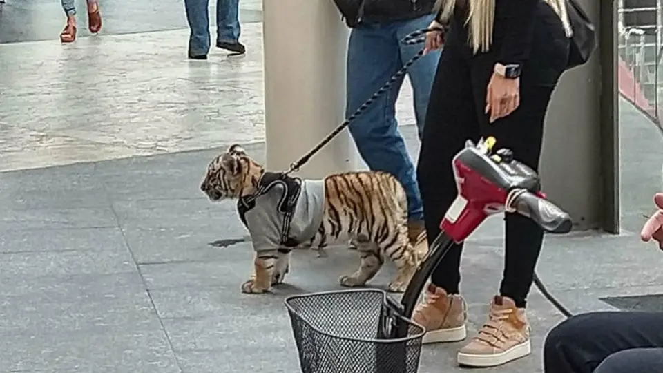 Tigre fue captado mientras era paseado por Plaza Antara en Ciudad de México